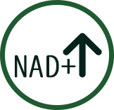 大大提升 NAD+水平